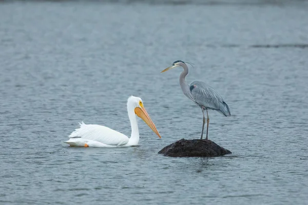 青いサギとペリカンの海の景色 — ストック写真