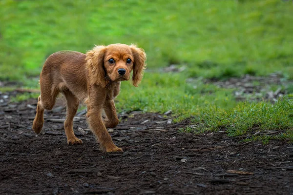 King Charles Cavalier Puppy Gira Treno Fuori Della Zona Del — Foto Stock