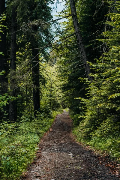 Vertikální Záběr Cestu Obklopenou Zelenými Stromy Lese — Stock fotografie