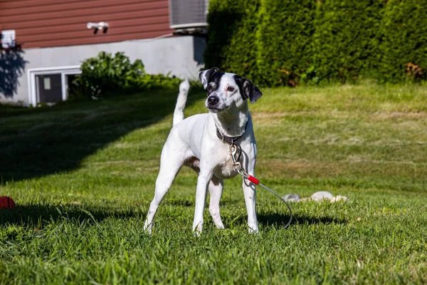 Een Schattige Deense Zweedse Farmdog Aan Lijn Spelend Weelderig Groen — Stockfoto