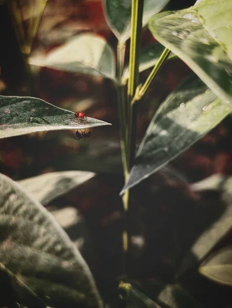 Närbild Insekter Ett Löv Trädgård — Stockfoto