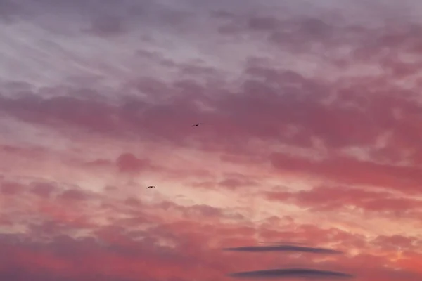 Piękny Widok Różowego Zachodu Słońca Niebo — Zdjęcie stockowe