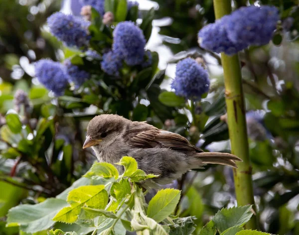 Tiro Close Pardal Bonito Empoleirado Ramo Entre Folhas Flores Roxas — Fotografia de Stock