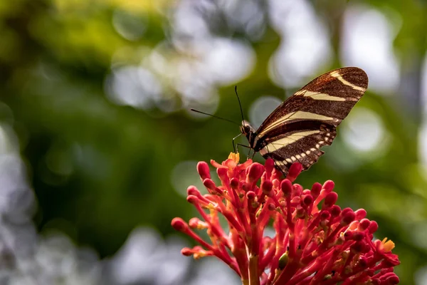 Selective Focus Shot Zebra Longwing Butterfly Heliconius Charithonia Perched Tropical — Stock Photo, Image