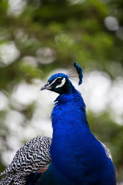 Plano Vertical Retrato Azul Pavo Real Con Fondo Verde Borroso —  Fotos de Stock