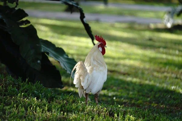 Primo Piano Pollo Bianco — Foto Stock