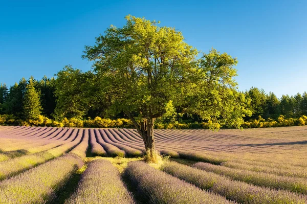 Puu Eristetty Laventelipellolla Provence Värikäs Maisema Keväällä — kuvapankkivalokuva