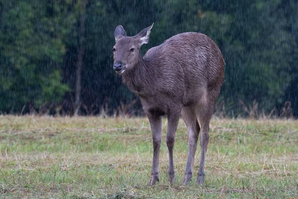Seen Standing Grass Rain Khao Yai National Park Sambar Deer — Stock Photo, Image
