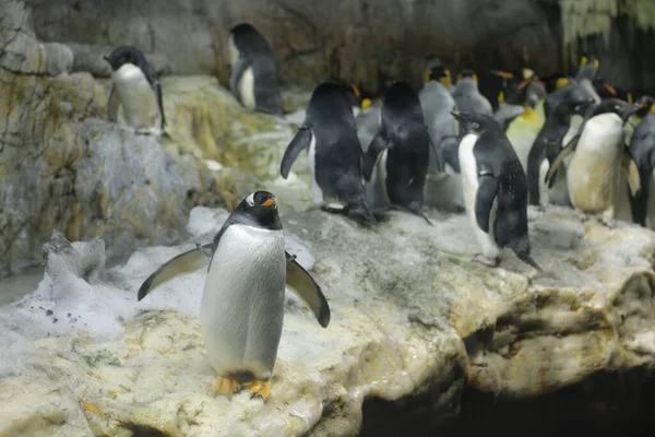 Grupo Pinguins Rocha Zoológico — Fotografia de Stock