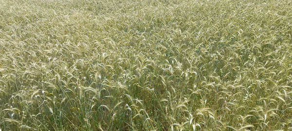 Прекрасный Кадр Пшеницы Выращиваемой Растущей Поле — стоковое фото