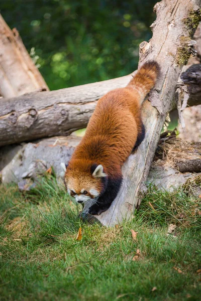 Vertikální Záběr Červené Pandy Jak Sestupuje Kmene Stromu Zemi Rostlinami — Stock fotografie