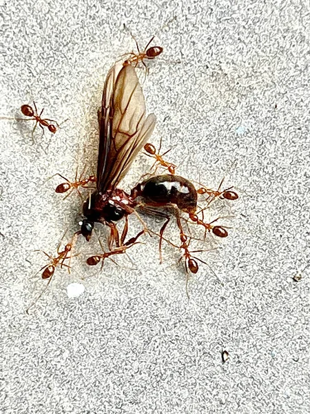 Tiro Vertical Hormigas Insecto Muerto Suelo — Foto de Stock