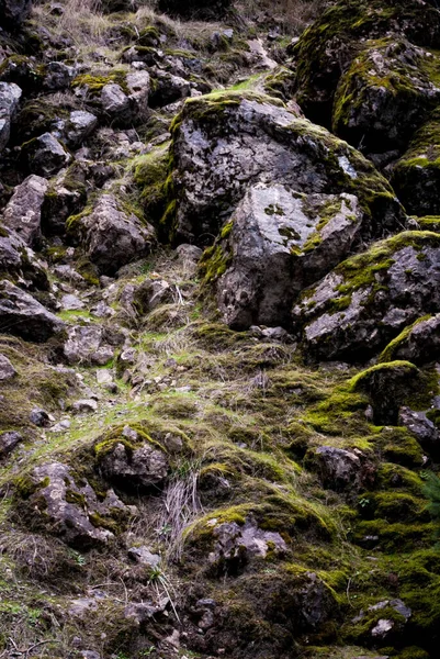 Vertikální Záběr Některých Skal Pokrytých Zeleným Mechem Lese — Stock fotografie