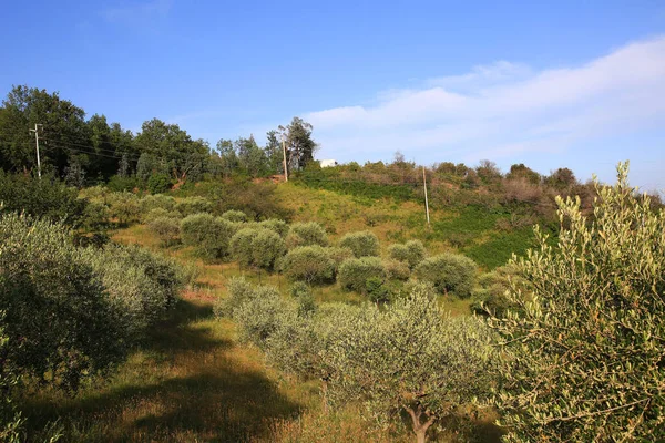 Uitzicht Een Veld Van Teelt Van Olijfbomen Ligurië Handig Voor — Stockfoto