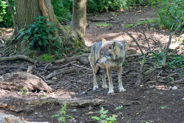 Hermoso Tiro Lobo Gris Europeo Pie Bosque Mirando Izquierda — Foto de Stock