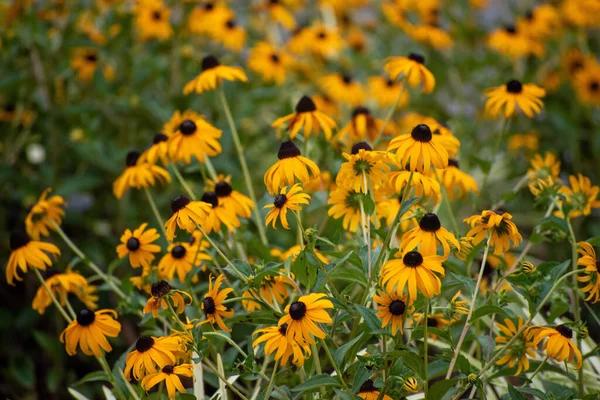Eine Nahaufnahme Von Schwarzäugigen Susan Blumen Die Auf Einem Feld — Stockfoto