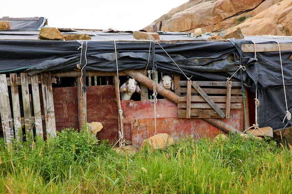 Paio Ibridi Pecora Capra Dietro Una Penna Legno Una Fattoria — Foto Stock