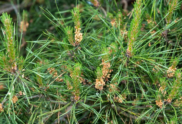 Close Buds Pine Flowers Spring Raw Stock Picture