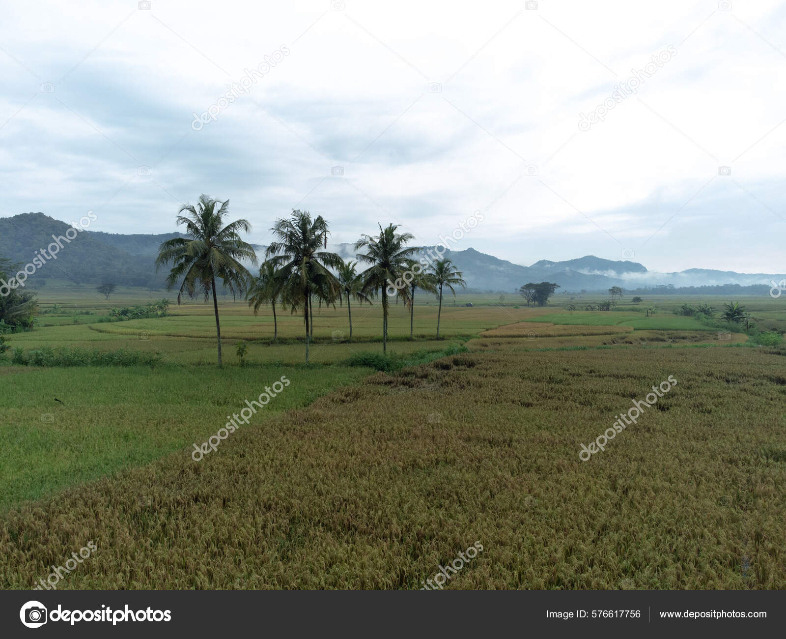 Rice Field Palm Trees Background Forested Mountains Captured Morning ...