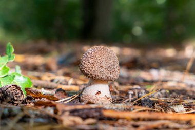 Güneş ışığında kızaran bir mantarın yakın çekimi.