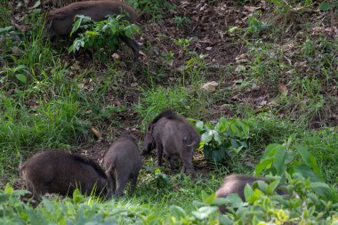 Yaban domuzu, Sus Scrofa, Tayland.