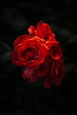 Koyu arkaplanda izole edilmiş kırmızı güllerin dikey yakın çekimi. Seçili odak.