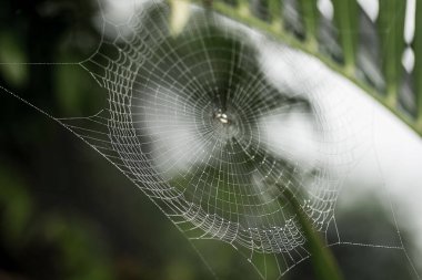 Bulanık bir arka planda, ormandaki çiğ taneleriyle kaplı dev bir örümcek ağı.