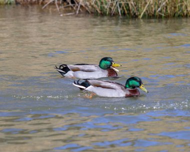 Gün ışığında su yüzeyinde yüzen iki ördeğin güzel bir görüntüsü.