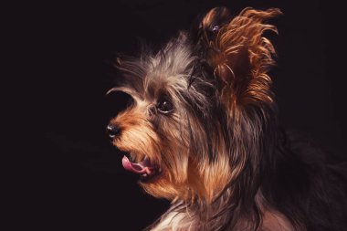 Dilini siyah bir arkaplana dayamış şirin bir Yorkshire Terrier 'inin yakın çekimi.