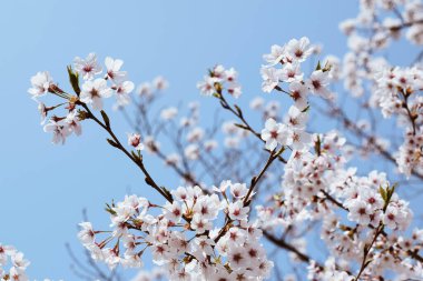 Japonya, Chiba 'da çiçek açan güzel kiraz çiçeklerinin düşük açılı bir çekimi.