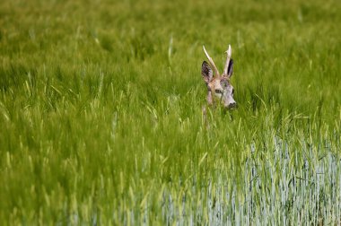 Geyik arpa tarlasında yürüyor