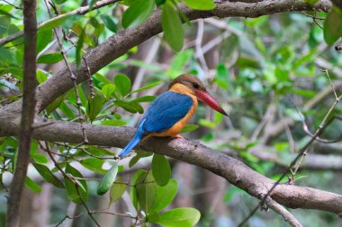 Bir ağaç dalına konmuş, Leylek gagalı bir balıkçının yakın plan çekimi.