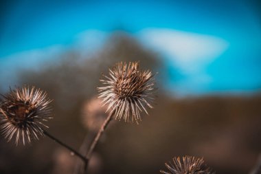 Kuru Arctium Lappa 'ya yakın çekim, genellikle daha büyük dulavrat otu olarak adlandırılır..