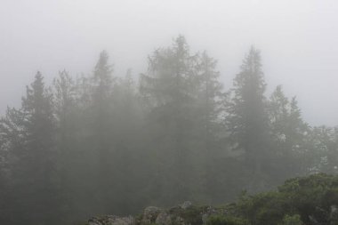 Slovenya 'daki Velika Planina yerleşim bölgesinin sisli çam ağaçlarının manzarası