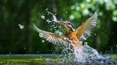 Bir Kingfisher 'ın (Alcedinidae) suda avlanırken yakın plan çekimi.