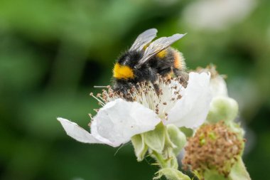 Bulanık yeşil bir arka planda beyaz bir çiçeği tozlayan yaban arısına yakın çekim