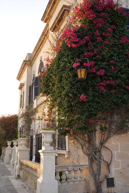 Pembe çiçeklerle kaplı eski bir bina.