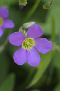 Bahçede yetişen güzel bir Oxalis latifolia 'nın yakın çekimi.