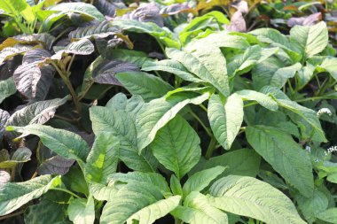 Çiftlikte hasat ve yemek için yetişen yeşil renkli ıspanak yakın plan.