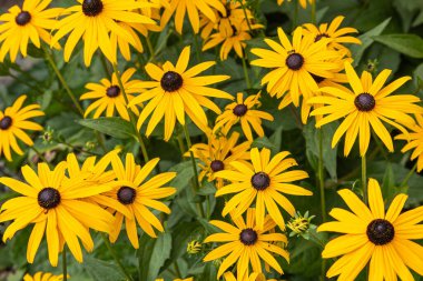 Sarı rudbeckia çiçekleri çiçeklerle dolu bir çiçek tarhında