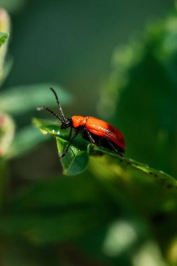 Kırmızı zambak böceğinin dikey görüntüsü bulanık arka planda bir yaprağa tünemiş.