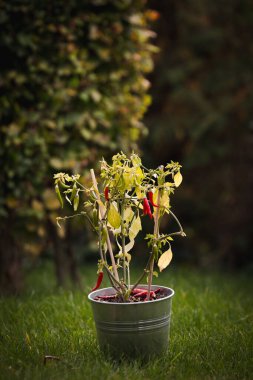Çimlerin üzerinde bir biber saksısının dikey seçmeli odak noktası.