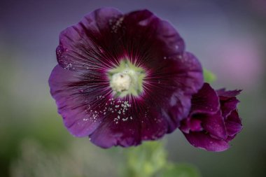 Mallow çiçeğinin seçici odak noktası.