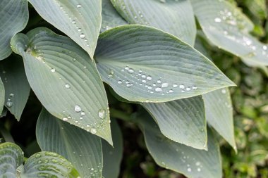 Yağmur damlaları Hostta yaprakları üzerinde parlıyor