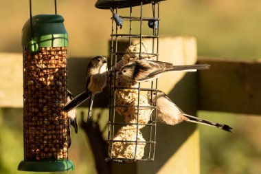 Hungry Long Tailed Tit, aegithalos caudatus, on winter bird feeders in the garden