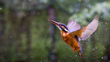 Bir Kingfisher 'ın (Alcedinidae) sudan havalanırken yakın plan çekimi.