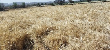 Olgun buğday ekinleri tarım tarlasında hasat için hazır.