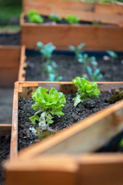 Üçgen ahşap ekicide büyüyen marulun dikey seçmeli odak noktası.