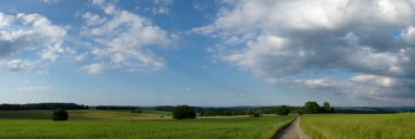 Güneşli bir günde güzel bir ormanın manzarası