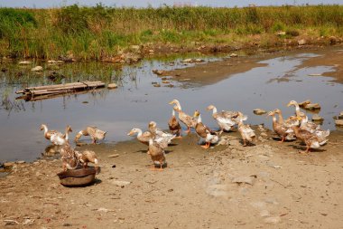 Bir grup ördek sığ bir gölün kenarında duruyor kırsalda uzun otlarla çevrili.